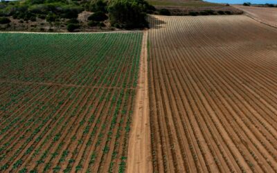 Regenerative Farming for Positive Climate Cooling